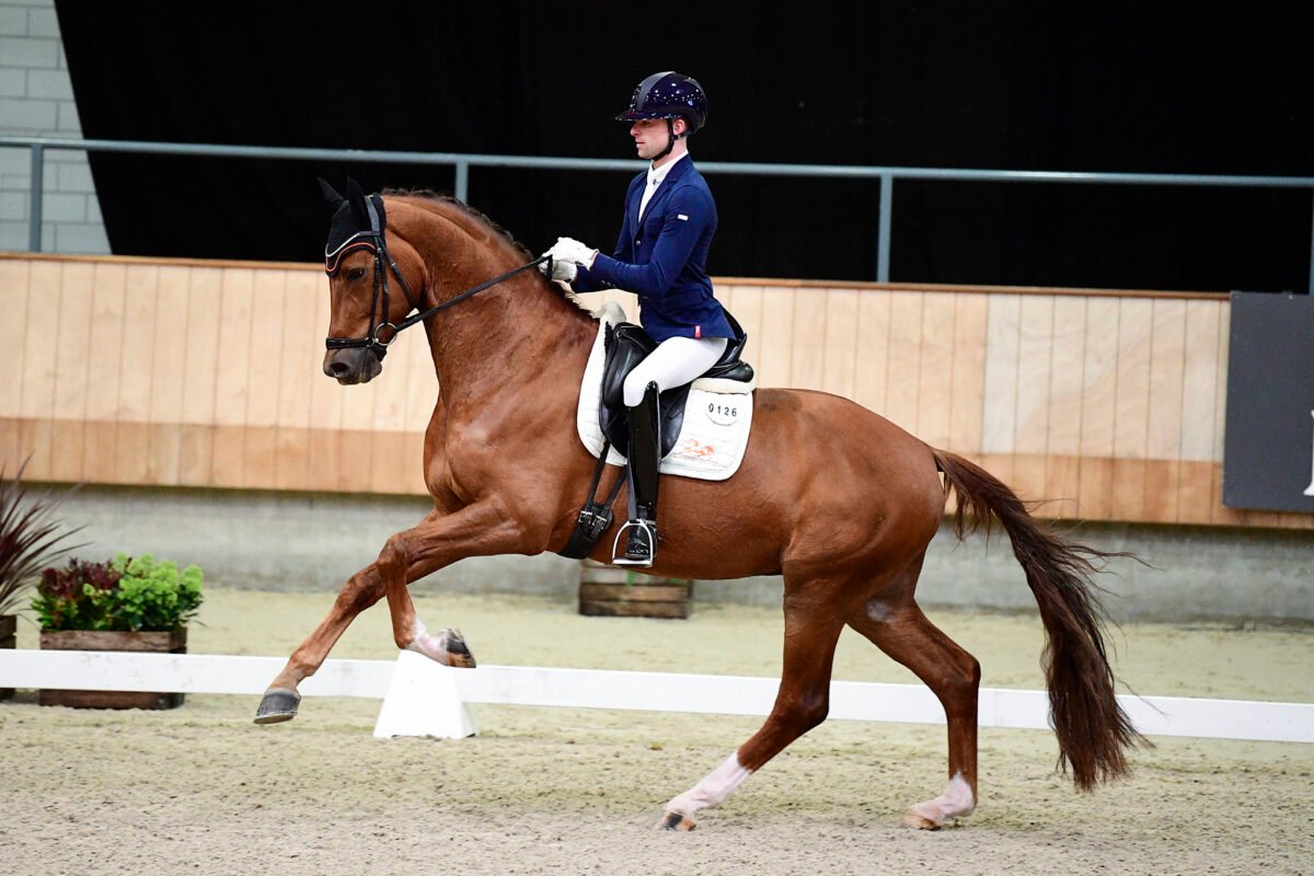 DE VILLE<br><span class="parents"> Don Juan de Hus X Stedinger</span>