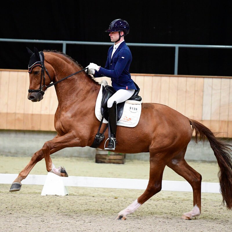 DE VILLE<br><span class="parents"> Don Juan de Hus X Stedinger</span>