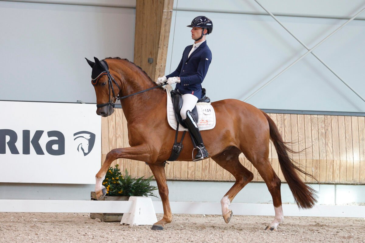 DE VILLE<br><span class="parents"> Don Juan de Hus X Stedinger</span> - Image 4